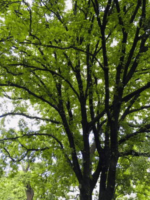Bahnhof Liesing, Weg zur Praxis 23 Foto eines sehr begrünten Baums
